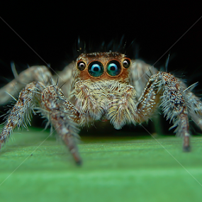 Little Spidey by Muhd Shahjeehan - Animals Insects & Spiders