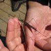 Water Scorpion with Parasites