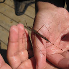 Water Scorpion with Parasites