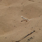 Arabian toad-headed agama