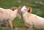 Big horn sheep spar in Denali National Park, Alaska.