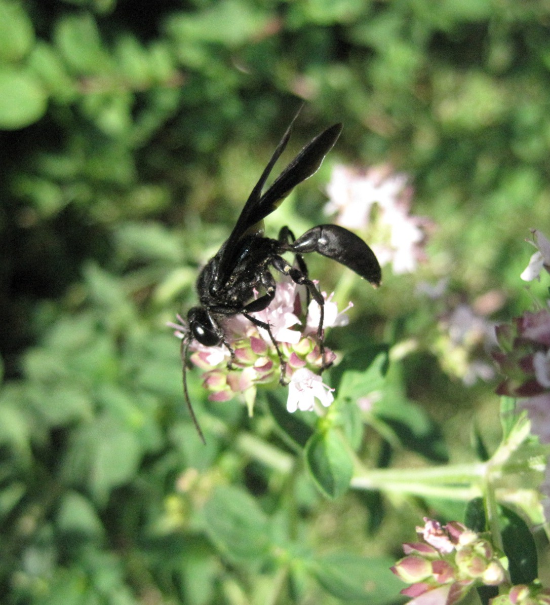 Great Black Wasp