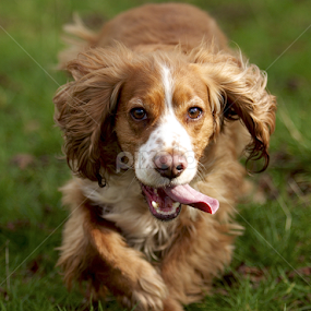 by James Blyth Currie - Animals - Dogs Running