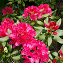 Rhododendron, 