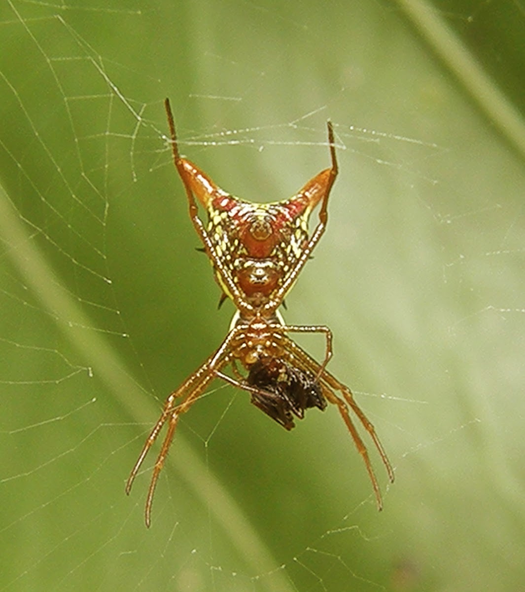 Arrow-shaped (horned) spider