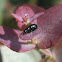 Flower beetle?