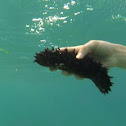 Sea Cucumber/ Morski krastavac
