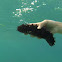 Sea Cucumber/ Morski krastavac