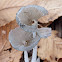 Woolly ink-cap