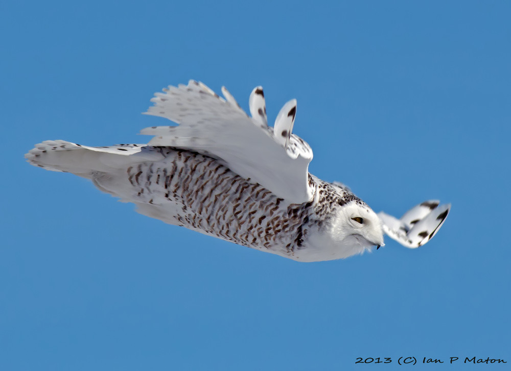 Snowy Owl