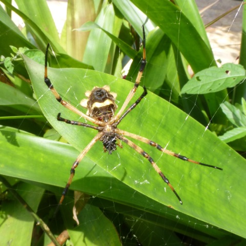 Silver Argiope