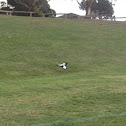 Magpie