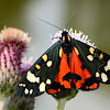 Scarlet Tiger moth