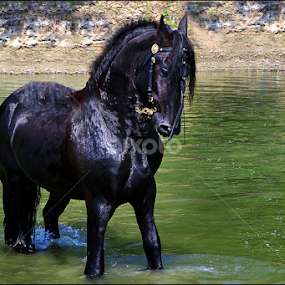 Murgu by Dragos Nedelcu - Animals Horses