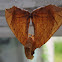 Lesser Grapevine Looper Moth