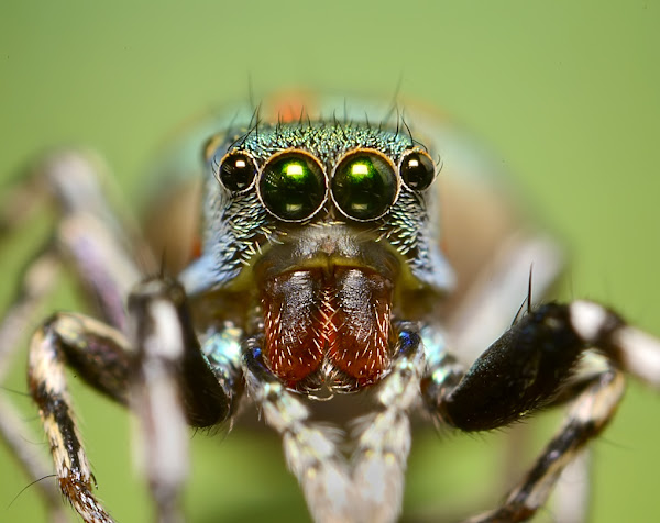 Metallic green Jumping Spider | Project Noah
