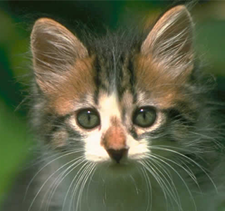 √完了しました！ 壁紙 可愛い 猫 画像 408122