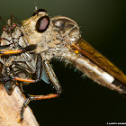 Robber Fly with Prey