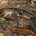 Lizard eating frog