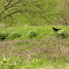 Red Winged Black Bird