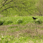 Red Winged Black Bird