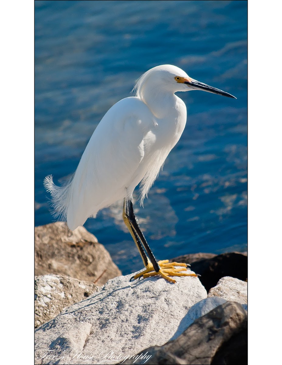 Snowy Egret