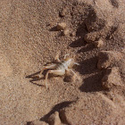 Algodones Dunes Giant Sand-treader Cricket