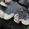 White-rot fungus