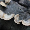 White-rot fungus