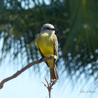 Suiriri (Tropical Kingbird)