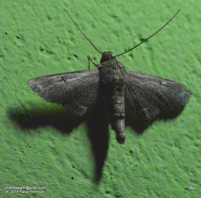 Eutelia moth