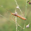 paddy bug, rice bug