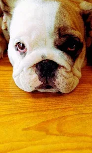 牛头犬壁纸(圖5)-速報App