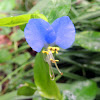 Asiatic Dayflower