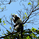 Black and White Ruffed Lemur 