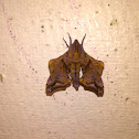 Small-Eyed Sphinx Moth