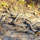 American Alligator Hatchlings