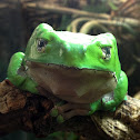 Giant Waxy Monkey Frog