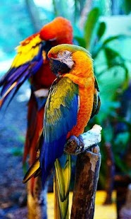 How to install Parrots wallpaper 1.0 unlimited apk for laptop