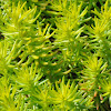 Rock Stonecrop