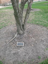 Versino Memorial Tree