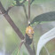 Monarch (chrysalis)