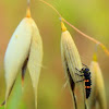 Lady Bug Larva