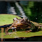 European Common Brown Frog