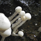 juvenile Porcelain Fungi
