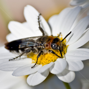 It's a bugs life by Tracy Rautenbach - Animals Insects & Spiders