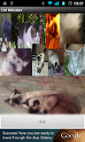 Cat Meower