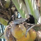 Carib Grackle