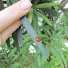 Ladybug  Cycloneda