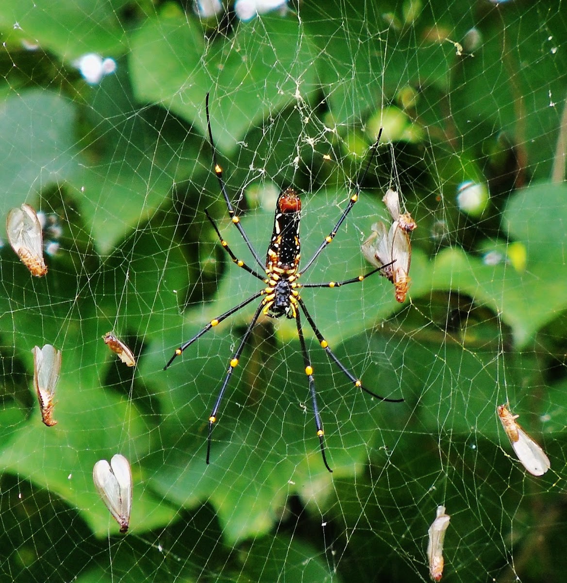 Indian golden orb-web spider